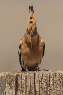 Eurasian Hoopoe (Upupa epops), perched, Castile-La Mancha, Spain