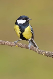 Great Tit (Parus major), sitting on a branch overgrown with moss and lichen, Wildlife, Animals,