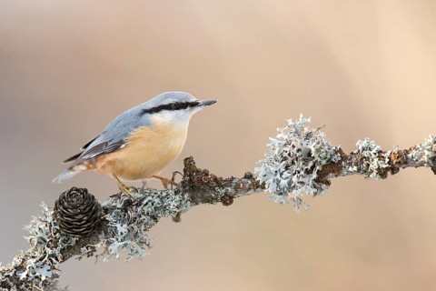Eurasian Nuthatch (Sitta europaea) perched on lichen pine branch, Grisons, Switzerland