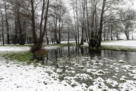 Black alder (Alnus glutinosa) in a snowy floodplain landscape, Emsland, Lower Saxony, Germany