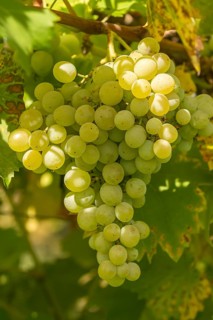 Grapevine (Vitis 'Gelber Muskateller'),  Germany