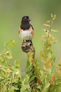 Eastern Towhee (Pipilo erythrophthalmus) male singing, Florida, USA
