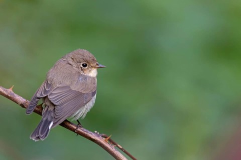 Little Flycatcher, rare songbird, (Ficedula parva), Europe, Germany, Heligoland Island, genus of