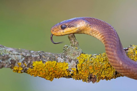 Aesculapian snake, (Zamenis longissimus), animals, reptiles, snakes, family of vipers, Muselievo,