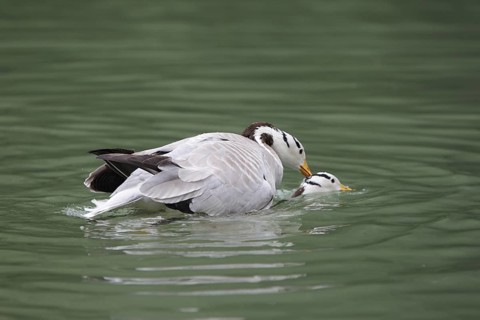 Bar-headed Goose (Anser indicus) pair mating, Bavaria, Germany