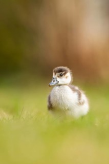 Egyptian goose (Alopochen aegyptiaca) cute chick on a meadow at the shore of a lake, Bavaria,