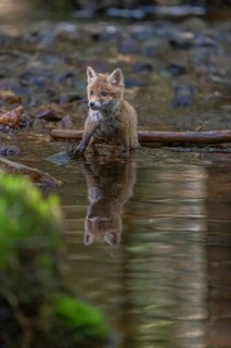One young red fox, Vulpes vulpes, walking through a shallow forest creek in late light. Searching