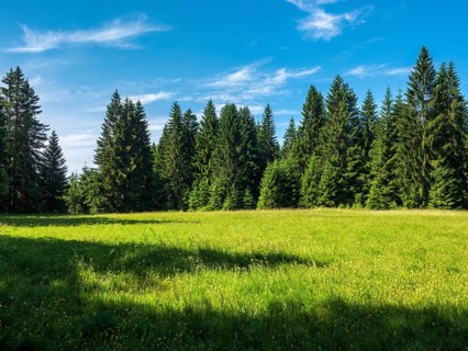 Natural, species-rich mountain meadow near Schmiedefeld in the Thuringian Forest, Gehlberg,