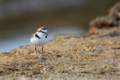 Kentish Plover (Charadrius alexandrinus) male, Greece