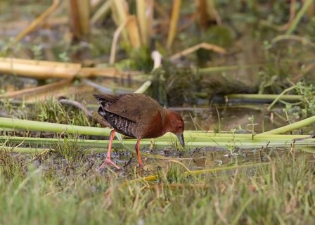 Ruddy-breasted Crake (Porzana fusca) foraging, Sri Lanka