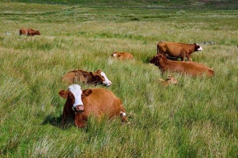 Cattle lying and grazing relaxed on a wide summer meadow, Elgol, Isle of Skye, Scotland, United