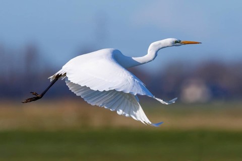Great Egret (Ardea alba) flying, Netherlands