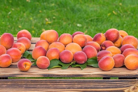 Apricot (Prunus armeniaca 'Digat'),  Austria