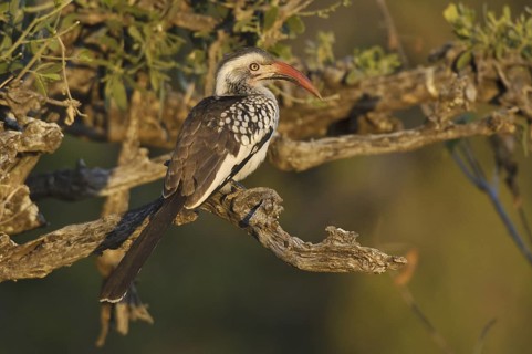 Northern Red-billed Hornbill (Tockus erythrorhynchus), Botswana
