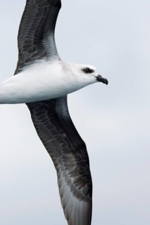 White-headed Petrel (Pterodroma lessonii) flying, Victoria, Australia
