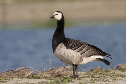 Barnacle Goose (Branta leucopsis), Schleswig-Holstein, Germany