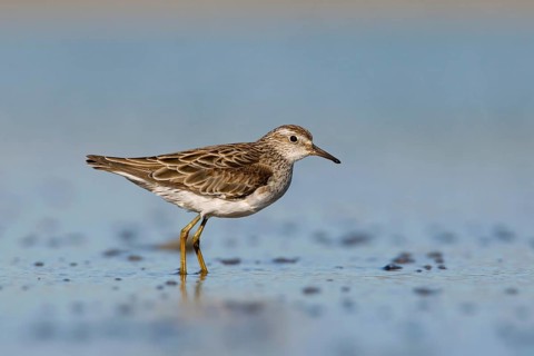 Sharp-tailed Sandpiper (Calidris acuminata) foraging, Victoria, Australia