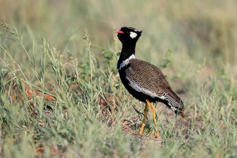 White-winged Bustard (Afrotis afraoides), adult, male, vigilant, foraging, Mokala National Park,