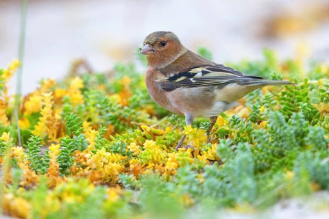 Chaffinch, (Fringilla coelebs), animals, birds, perch, finch family, Lesbos Island,