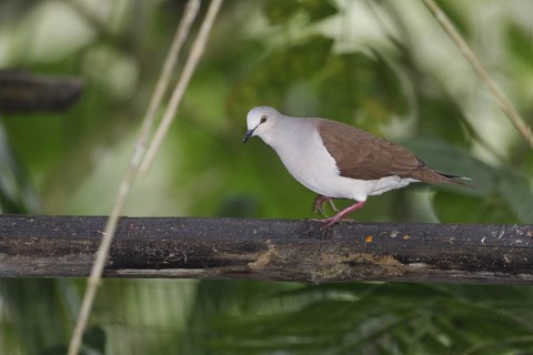 Pallid Dove (Leptotila pallida), Pichincha, Ecuador