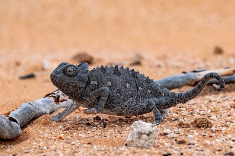 Desert chameleon, Namaqua chameleon (Chamaeleo namaquensis), Namib Desert near Swakopmund, Namibia