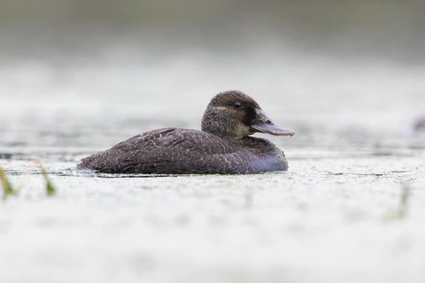 Blue-billed Duck (Oxyura australis) female, Victoria, Australia