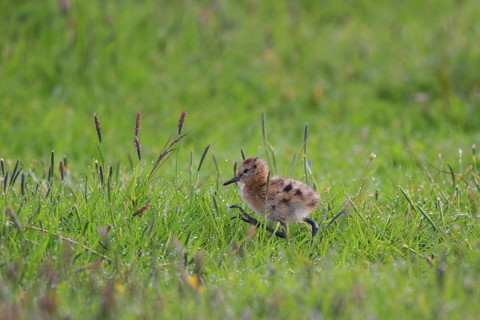 Black-tailed Godwit (Limosa limosa) juvenile, Netherlands