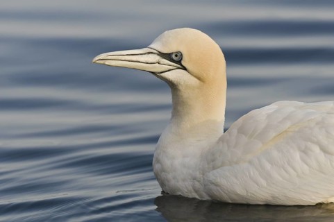 Northern Gannet (Morus bassanus), Quebec, Canada