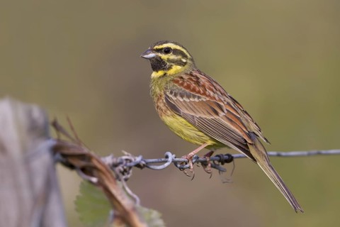 Cirl Bunting - Zaunammer - Emberiza cirlus, Germany, adult male