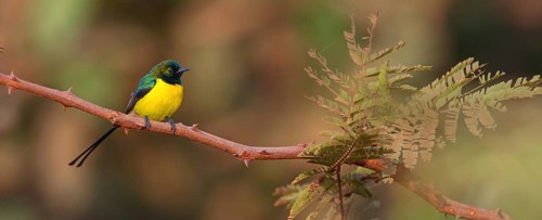Green-breasted Sunbird, Green-throated Sunbird, Hedydipna platura, Anthodiaeta platura, (Anthreptes