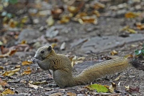 Graubauchhörnchen (Callosciurus caniceps) im Regenwald am Waldboden fressend, Kaeng Krachan