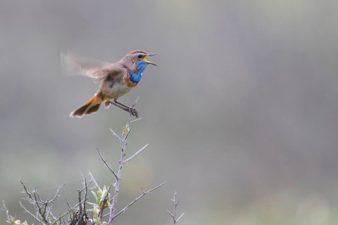 Bluethroat (Luscinia svecica cyanecula) male singing, Texel, Netherlands