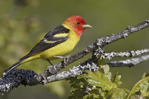 Western Tanager (Piranga ludoviciana) male, British Columbia, Canada