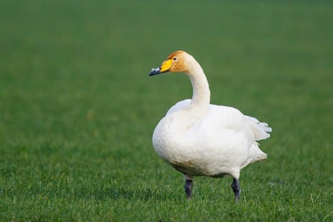 Whooper Swan (Cygnus cygnus), North Rhine-Westphalia, Germany