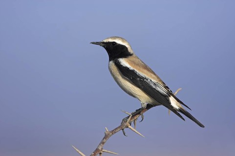 Desert Wheatear (Oenanthe deserti), Morocco