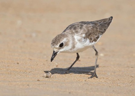 Lesser Sand Plover (Charadrius mongolus) eating crab, Thailand
