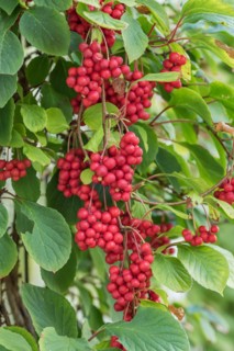Schisandra chinensis 'Sadova No 1', An den Dorfwiesen 9, Germany