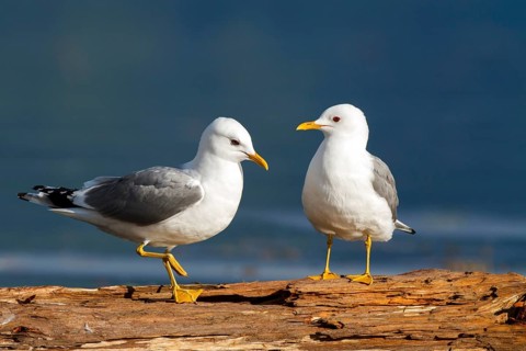 Mew Gull (Larus canus), British Columbia, Canada
