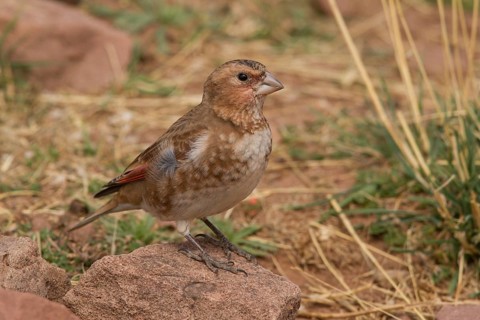 Eurasian Crimson-winged Finch (Rhodopechys sanguineus) male, Morocco