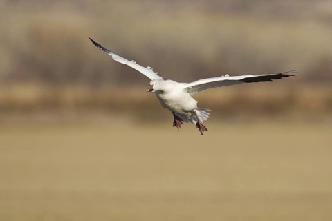 Snow Goose (Anser caerulescens), New Mexico, USA