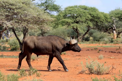 Cape buffalo (Syncerus caffer), adult, foraging, running, Mokala National Park, Northern Cape,