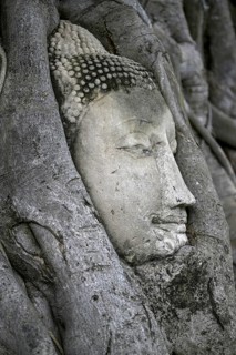 Sandstone Buddha head at the foot of a Bodhi tree in Wat Mahathat, Temple of the Great and Holy