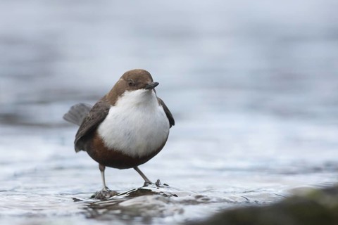 Dipper - Wasseramsel - Cinclus cinclus ssp. aquaticus, Germany, 2nd cy