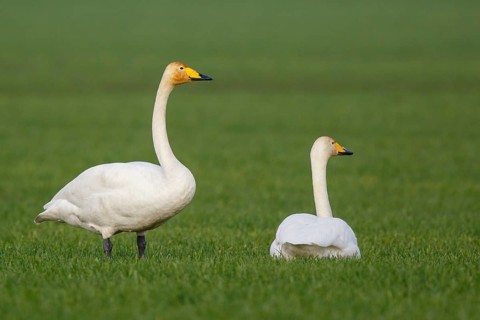 Whooper Swan (Cygnus cygnus), North Rhine-Westphalia, Germany