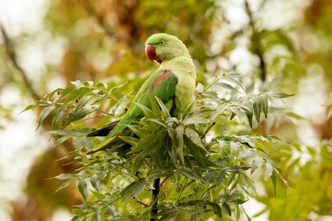 Alexandrine Parakeet (Psittacula eupatria) male perched on a branch, Hesse, Germany