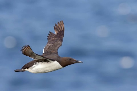 Guillemot, C (Uria aalge), animals, birds, guillemots, alcids, flight photo, Varanger Hornoya,