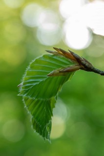 Delicate awakening - fresh beech leaves in the spring light. Beech leaves after new shoots in