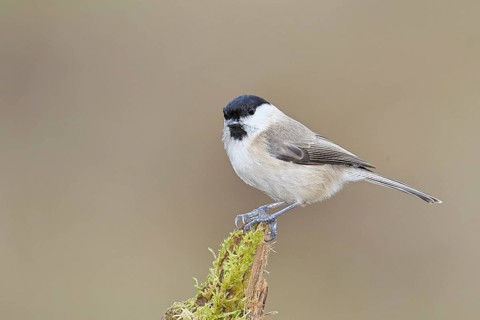 Marsh tit (Parus palustris) sitting on a tree root, Wilnsdorf, North Rhine-Westphalia, Germany