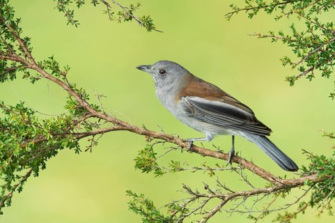 Grey Shrikethrush (Colluricincla harmonica), Victoria, Australia
