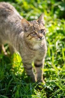 European wildcat (Felis silvestris silvestris) on a meadow, Hesse, Germany